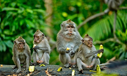Voyage à Bali, la foret des singes à Ubud