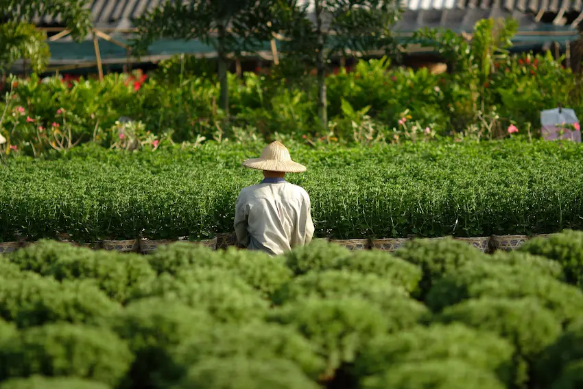 agriculteur vietnamien s'occupant de ses plants