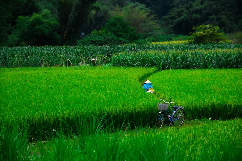 Image de rizières à Cao Bang au Vietnam