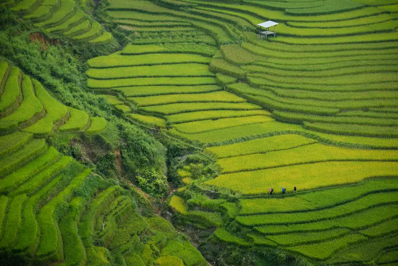 Voyage au Vietnam, à la découverte des rizières