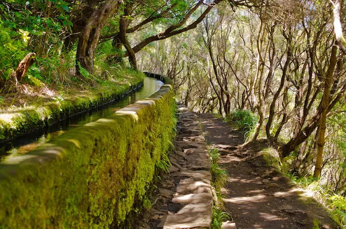 Chemin dans une forêt sur l’île de Madère avec un point d’eau