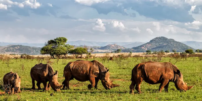 Réserve d’Afrique du Sud : troupeau de rhinocéros dans la savane