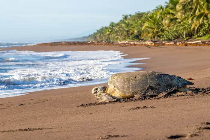 tortue sur une plage de sable fin durant un coucher de soleil au Costa Rica