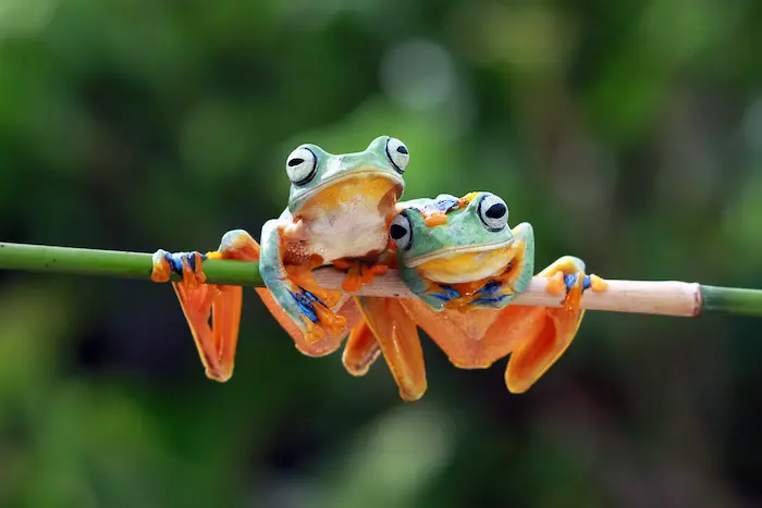 deux grenouilles vertes suspendues à une branche