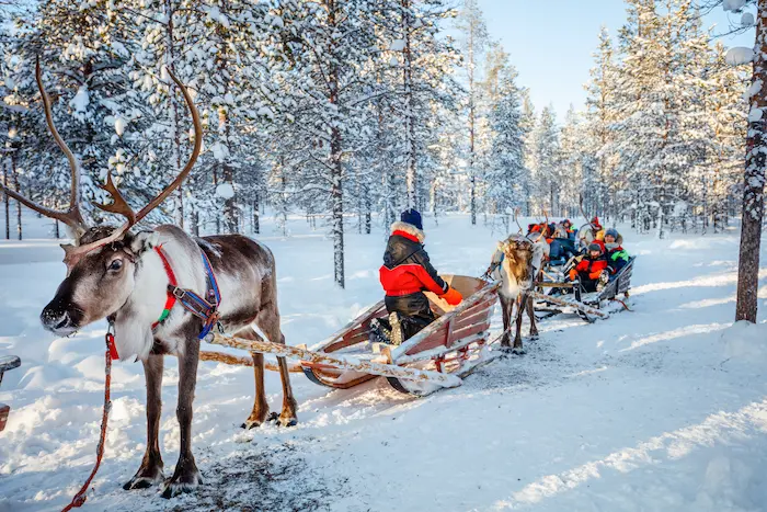traineau de rennes en laponie sous la neige