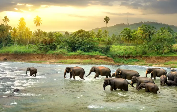 Éléphants en liberté dans la nature sri lankaise