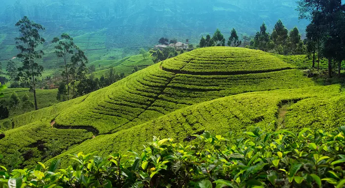 Collines de thé verdoyantes au Sri Lanka