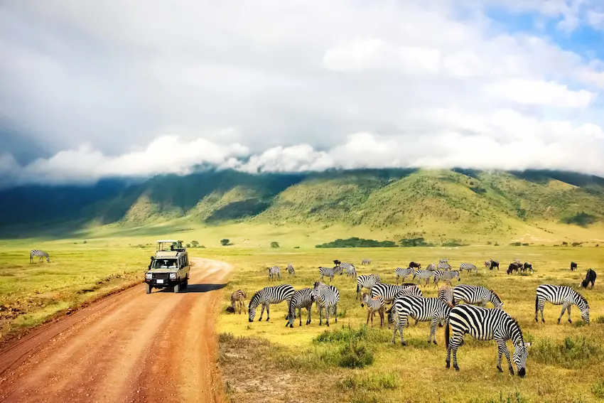 paysage d'un safari en Tanzanie avec des zèbres