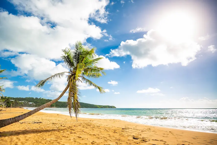 palmier sur une plage paradisiaque lors d'un voyage incentive