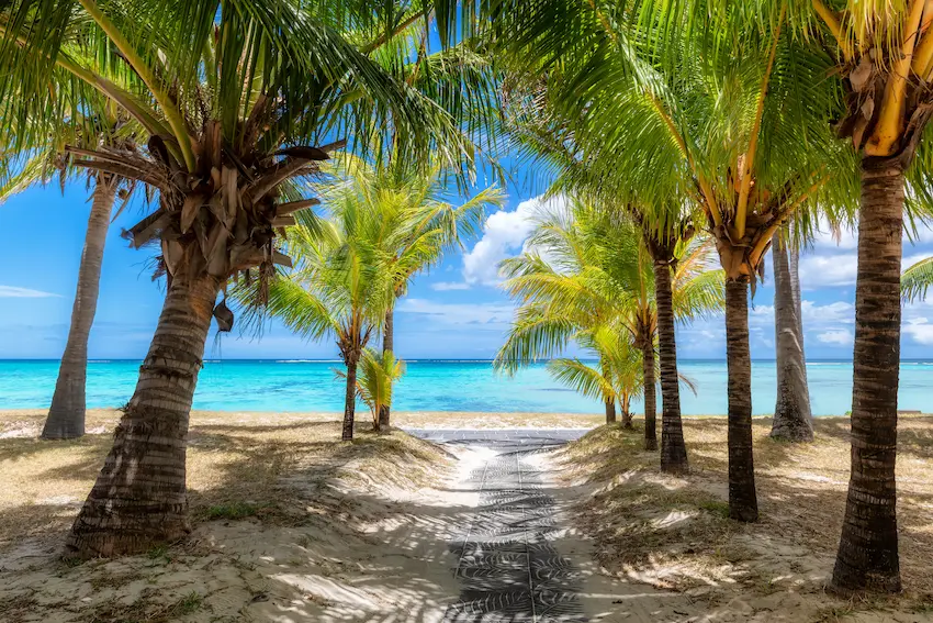 Allée de palmiers sur une plage paradisiaque