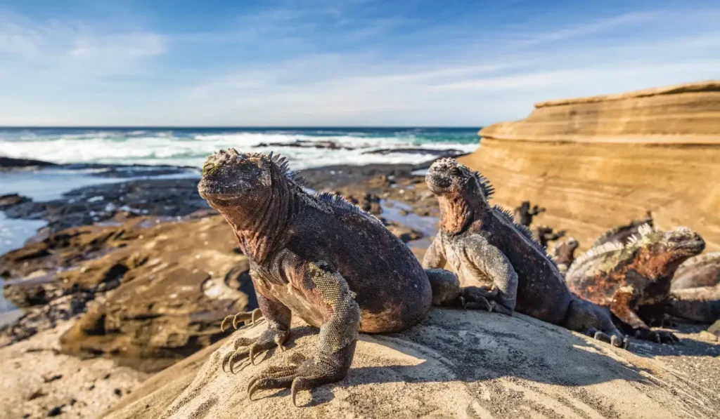 iguanes marins aux îles Galápagos, Équateur, voyage de groupe éco-responsable en Amérique du Sud